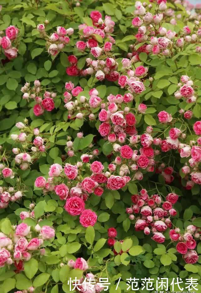 天狼说月季丨花苞透色了？别愣着呀，这些活你都做了吗