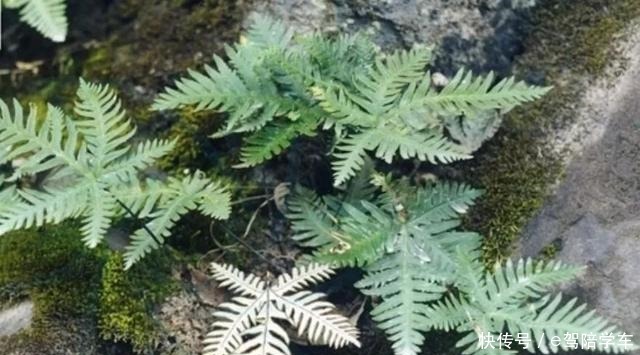 国家Ⅱ级珍稀濒危蕨类植物中国蕨!