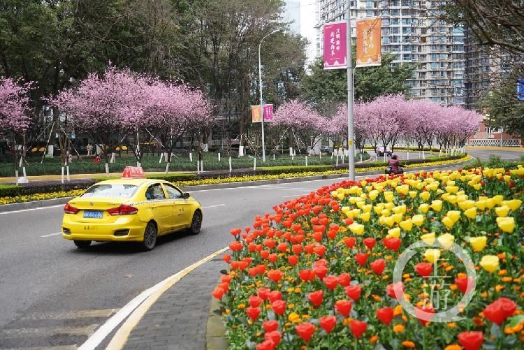 山城|春到山城丨渝中一号桥这里的桃花带美翻了！