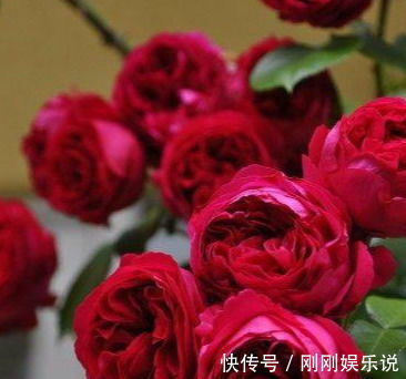四季|此花漂亮,四季开花,花量巨大,好种植,香气四溢,一花香一阳台