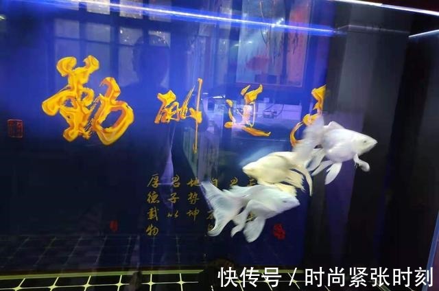 鱼缸里的观赏鱼,如果没有什么病,鱼腥味就不会很严重!
