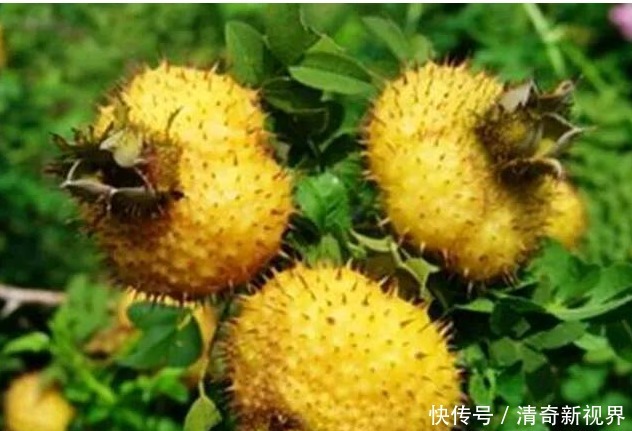 祛痰止咳|咳嗽痰多很难受,莫慌!多食此果,清热解毒,祛痰止咳