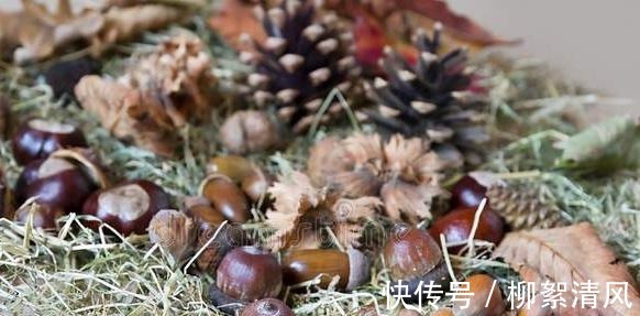 黑生虫|保存板栗不要直接放冰箱,良心果农教你一招,放一年也不发黑生虫!
