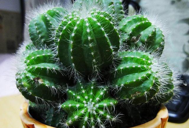 养花小技巧仙人球浑身是刺,学好几个妙招,不到半年就开花