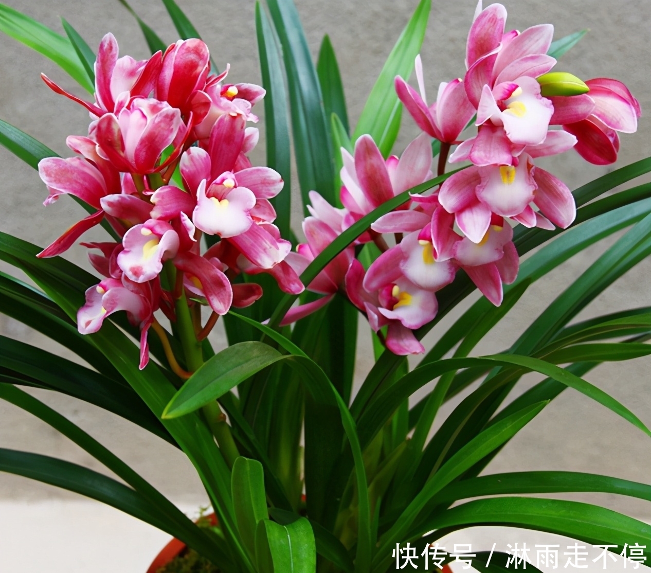 此兰花是“香花”之首,花香浓郁,色彩艳丽,开花一茬接一茬