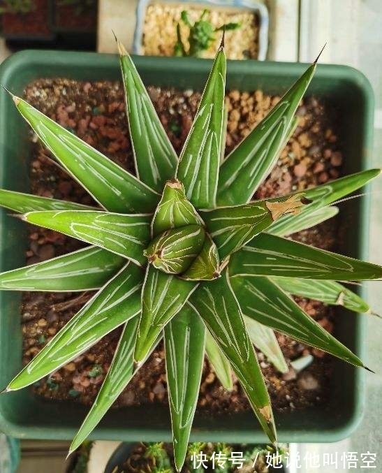 多肉一开花,赶紧剪掉花箭,不然只剩空盆!