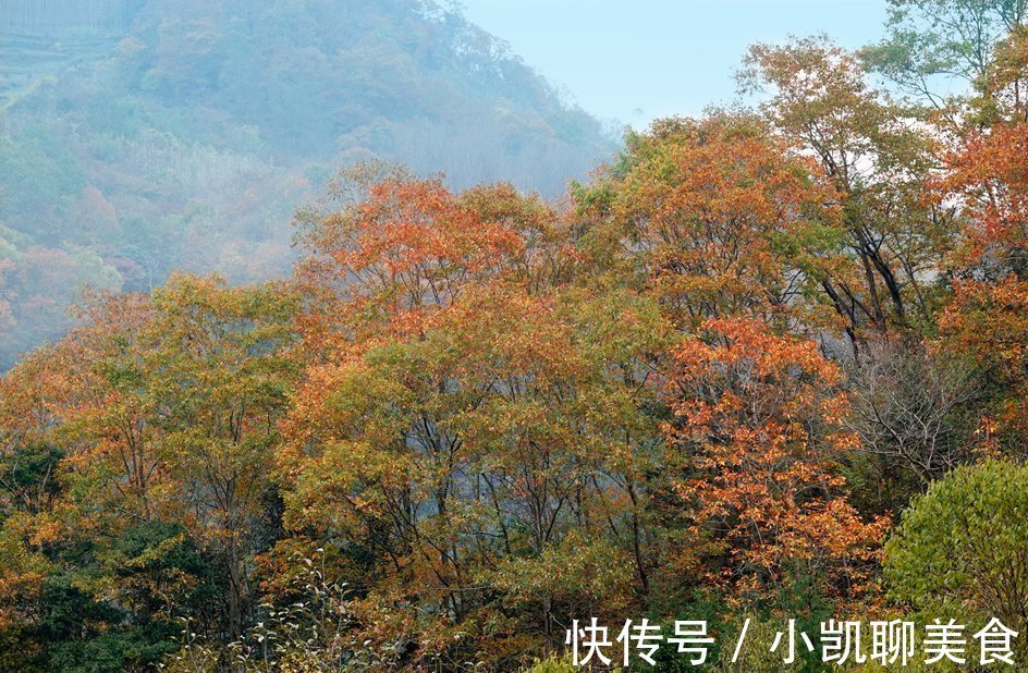 彩林|平武有座山红透了！山上这条云端上的彩林公路秋色如画