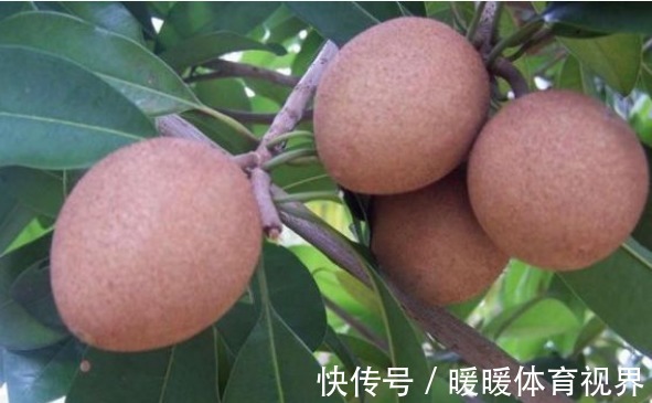 清热解毒|人心果预防便秘、清热解毒,果农想要收获高产人心果,只需五点