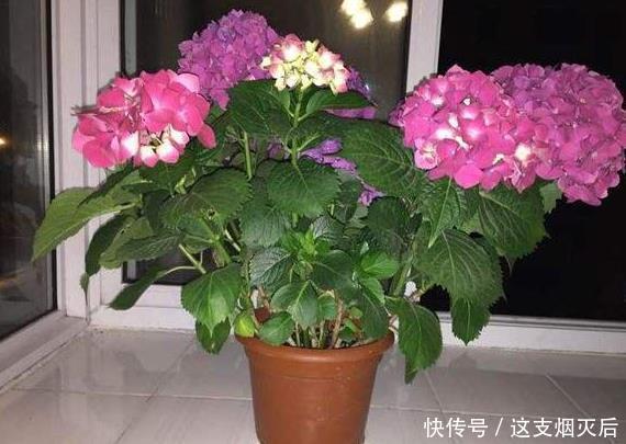 现在扦插此4种花，一周就长芽生根，一棵变多棵，成养花大户了