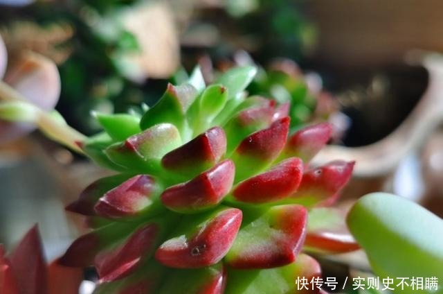 爱之蔓|你红尖尖,我红边边