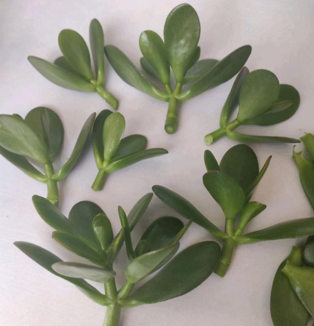 冬天也可以扦插玉树,成活率高,生根特别快,很快就能繁殖一大片