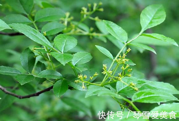 香椿芽|春天吃野菜，春芽最好吃，7种树上的春芽，好吃又营养，你可吃过