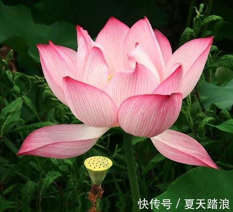 属相|7月下旬,喜鹊报喜,4属相贵人相助,财源广进,成功在望