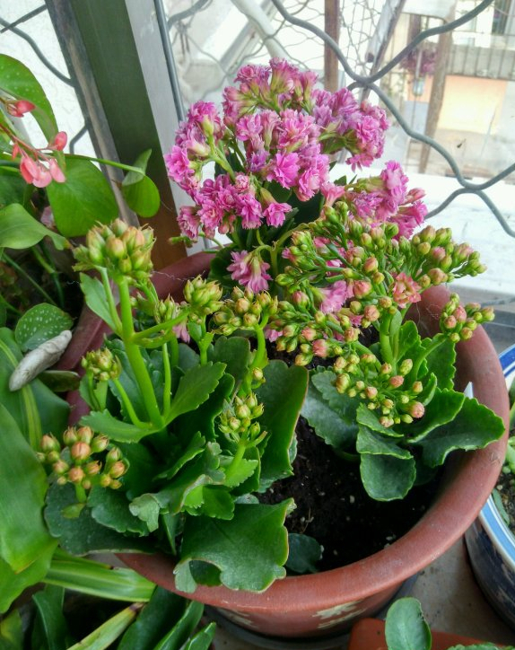 立秋后，3种花要及时“翻盆”，不然影响“生长”和开花