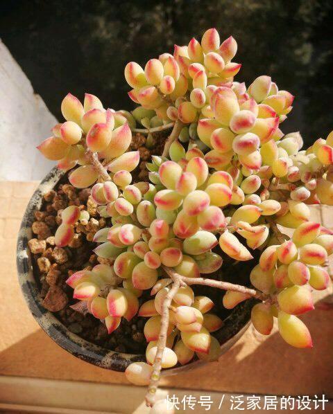 福娘|多肉达摩福娘来头真不小，姐妹多，人气高，养一盆不后悔