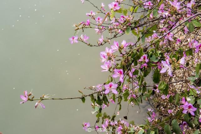 赏花不一定要去武汉婺源，广州海珠湿地紫荆花带浪漫梦幻，太美了