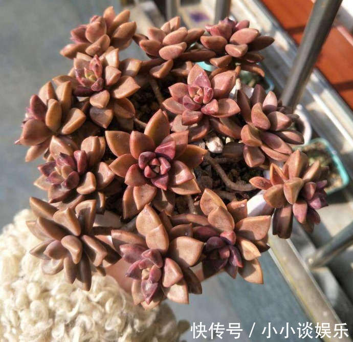 最容易度夏的10种多肉,全是大普货,皮实好养长得快!