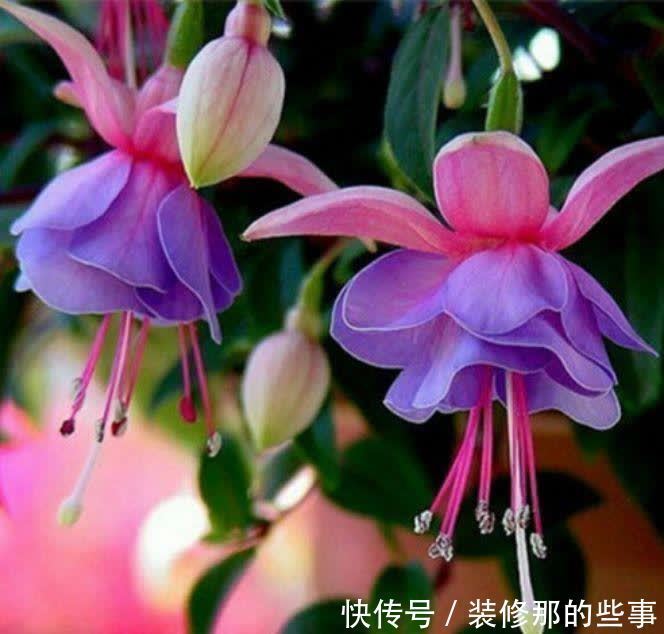 几种花,开花漂亮又好养,鲜艳无比,开成百花园!