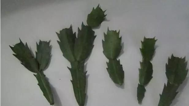 蟹爪兰|养花爱好者看过来这15种花现在“扦插”,生根快,一个周就长芽
