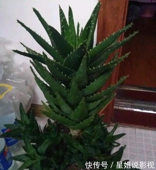 花根|家里有这5种花，越懒养越好，根不烂叶子不黄，养养就爆盆！