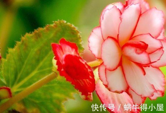 球根|农历7月4号起，最适合养这些花，满屋飘香，花朵烂漫迷人