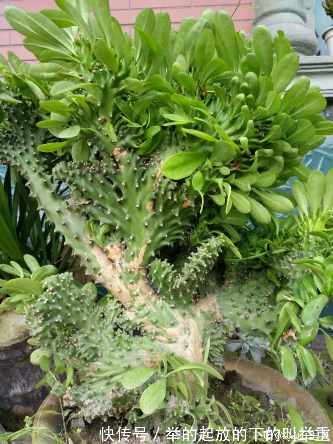 5种丑的难入眼的花,养客厅镇宅守家,越养越气派