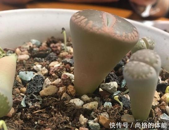 把生石花折腾成这样,看了都心疼,花友说是挽救生石花!