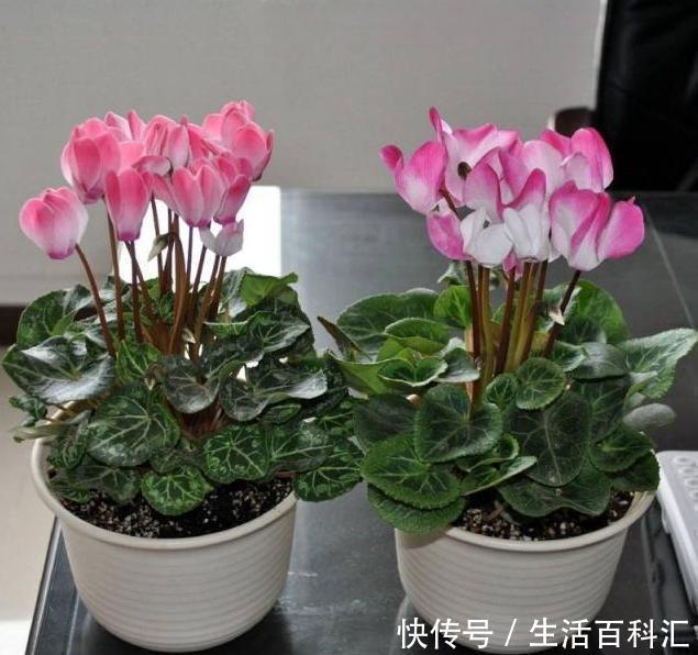 淘米水|在家浇花,别再用什么淘米水了,直接用“它”浇,比花肥还好用