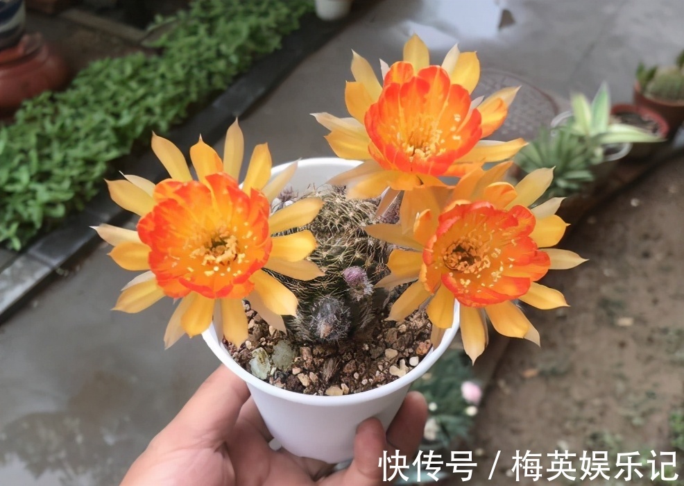 夏季|仙人球夏季为什么不开花？看看3点，彻底做对了，才能开花不停