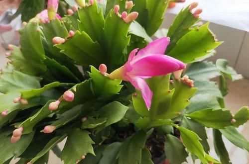  回家|蟹爪兰买回家，花苞干瘪了？此样做，25天满头又花苞