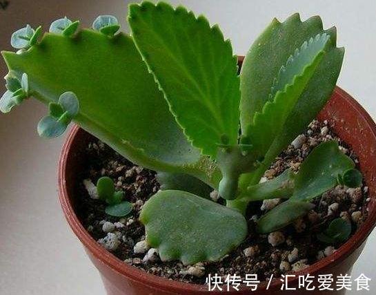 4种花会自我繁殖，盆里栽个小苗，轻松长满一大盆，太省事了