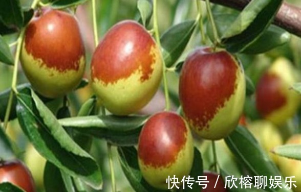 葡萄糖|大枣美容祛斑,增强免疫力,农民种植大枣重点掌握四点,稳产增收