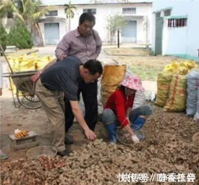 黄金|农村山上一种“黄金”农村人都不吃,城里人稀罕的很