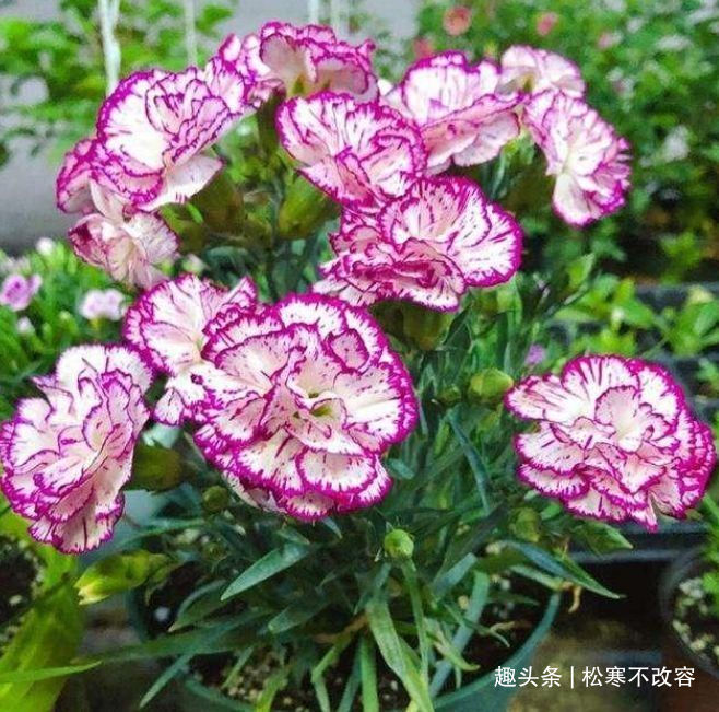 漂亮|养花就养个花期长的，花大色艳，开花多、长期长，漂亮又好养！