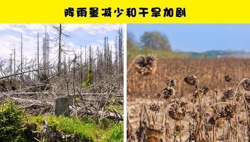 全球变暖 如果亚马逊雨林被彻底烧毁,可能会发生在地球上的11件事