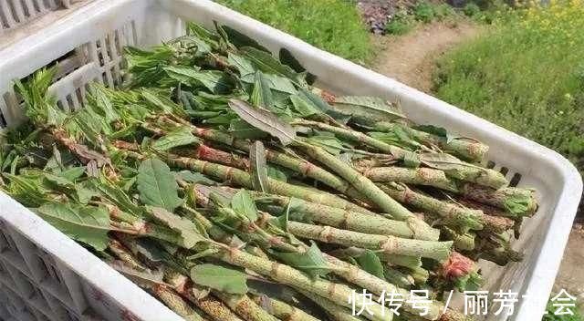 活血龙|农村阴沟里这种野草，人称“活血龙”，能当野菜吃，还能活血化瘀