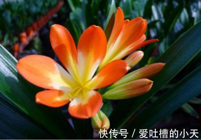 有钱人都养3种花,净化空气,还能很好的旺运,财源广进