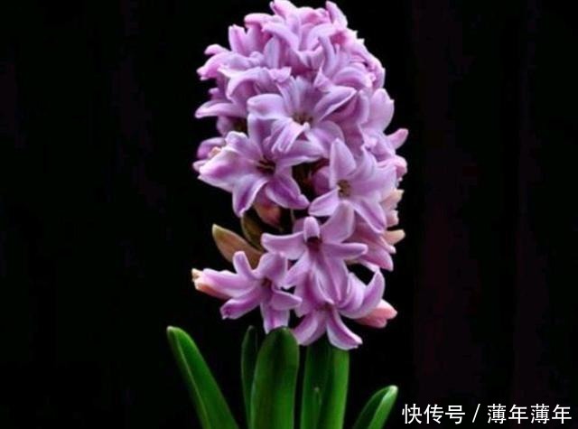 这几种花,再美也不要放屋内,来看看原因吧!