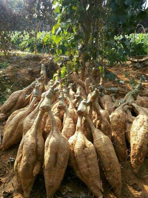 雌激素|女人过了40容易老,3种食物,补雌激素,调节内分泌,抗衰老