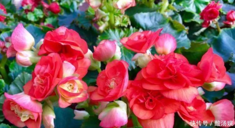 4种花“喜欢”晒太阳，越晒长得越旺，开花越多，1个月就爆盆