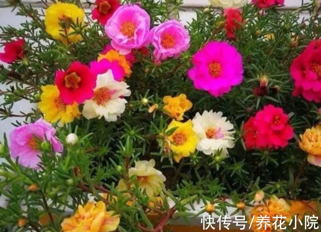 7种“懒人花”,养起来省心,开花还漂亮