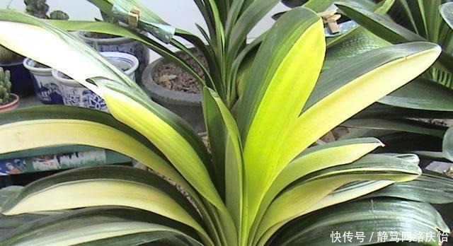 爷爷养君子兰,把“它”垫在盆底,冒出“6个花苞”,叶片油绿!