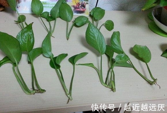 绿萝黄叶不要担心,或许5大窍门能挽救一下,爱花人早了解