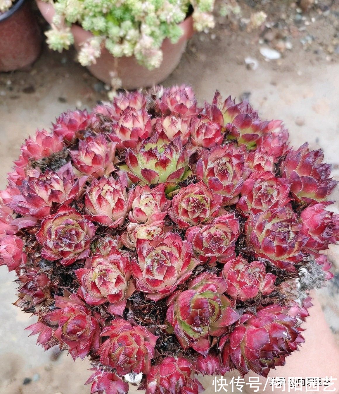 群生多肉很漂亮,买回家就玩完,10天掉叶子,1个月变光杆