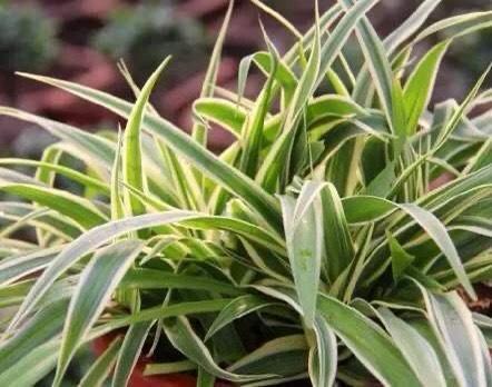 吊兰不用施肥换盆,用一招,快速疯长,1个月大变样,长爆盆