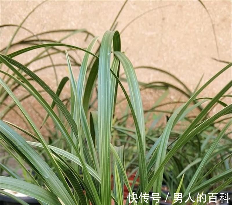 兰花根上“5个螺”,近看“老卢头”,赶紧剪掉保命!