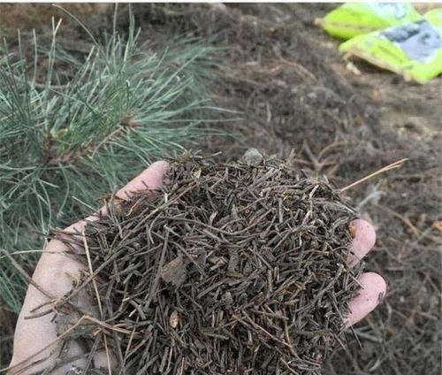 公园里面逛一逛，3种“垃圾”捡回家，花盆里扔一些，啥花都喜欢