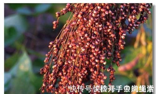 黄脸婆|女性不想变黄脸婆，适合吃的食物，消脂利尿、活血通经，谁吃谁好