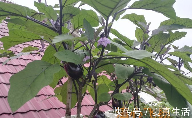 种菜|别人养花，她却种一楼顶菜，多得吃不完都送邻居了