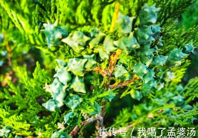 旅行识花,它开花像花又似果,墓地陵园最多却少有人见过它